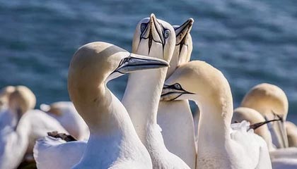 欧洲杯手机观看-2025中国金球奖揭晓：U23国足获组委会特别奖