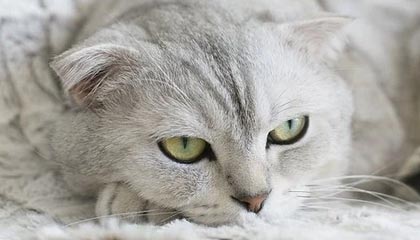 欧洲杯手机观看-2025中国金球奖揭晓：U23国足获组委会特别奖